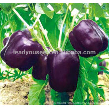 SP09 Zixing No.2 mid-maturity hybrid bell pepper seeds, capsicum seeds